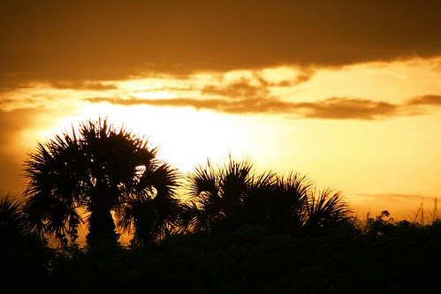 hiding behind the palm tree