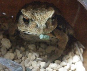 ヒキガエルの餌で虫以外食べないのか 人工飼料のコツ 何物にもなれず なりたい自分を目指す者 のブログ