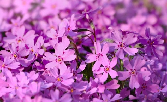 芝桜 シバザクラ の花言葉 ピンクや白 青系で意味が違う 花言葉マップ