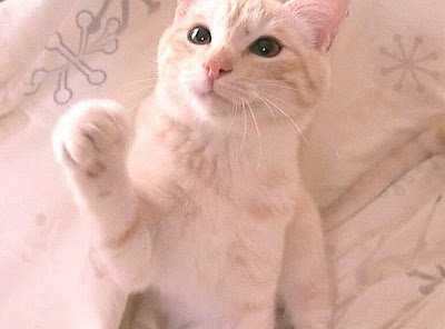 ミルクティー色の天使 陽くん里親募集 一日一猫 いちねこブログ