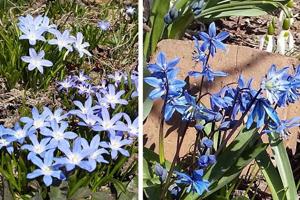 青い花 星々と木々と精たちと