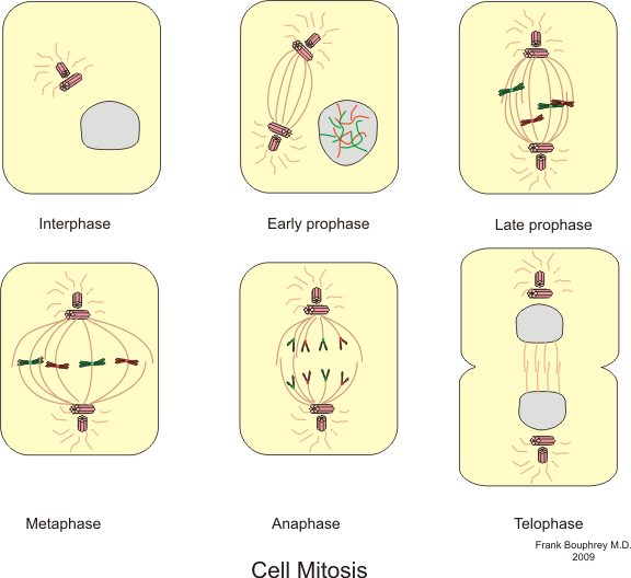 duplication of dna. the duplicated DNA exists