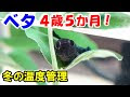 √画像をダウンロード ベタ 温度 冬 161652