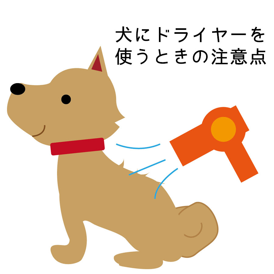 犬にドライヤーを使うときの注意点と嫌がらない裏技