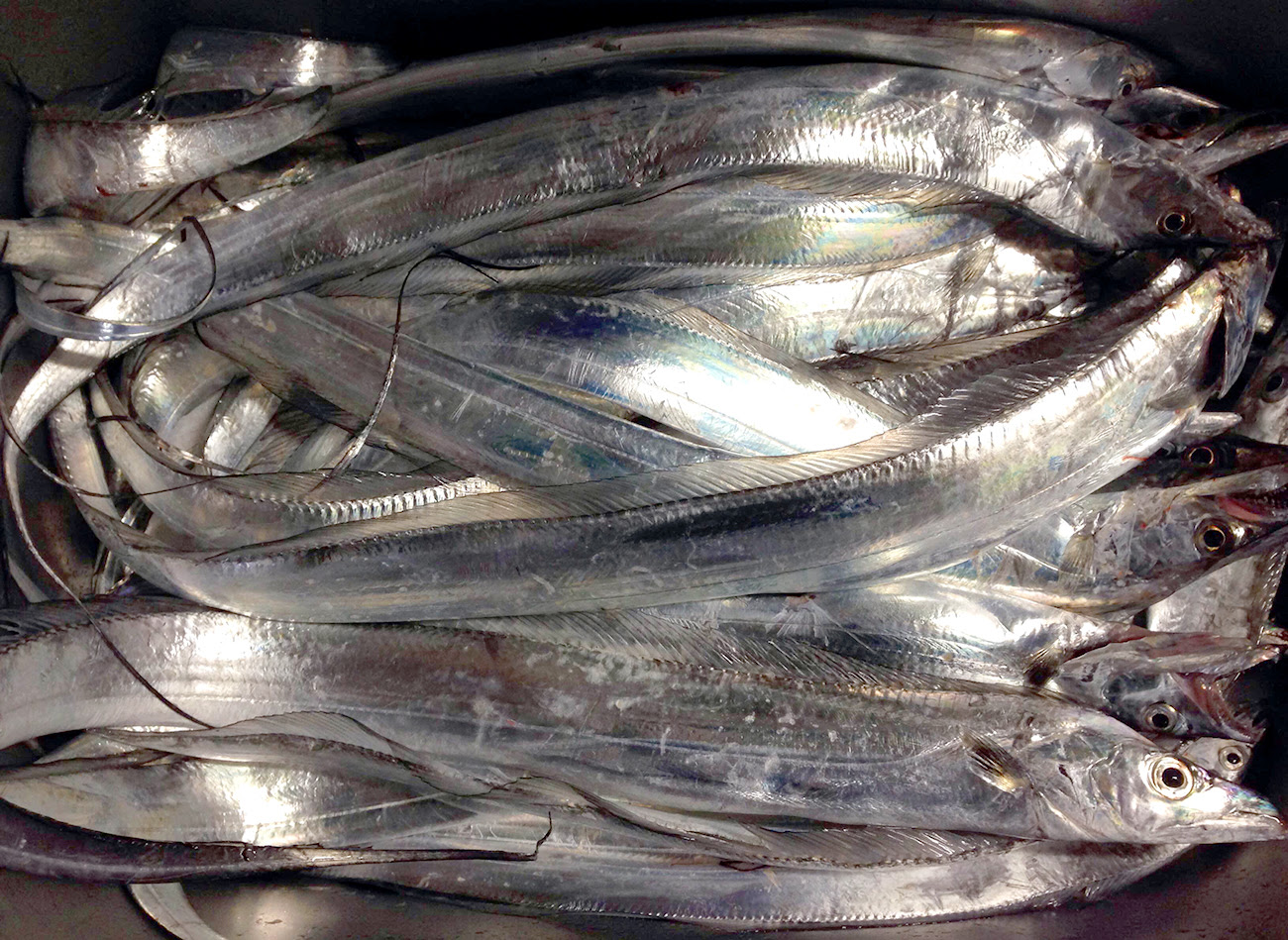 父親が大量の太刀魚を釣ってきた 食べてみたいクックパッドの太刀魚料理ベスト5 Surviblog