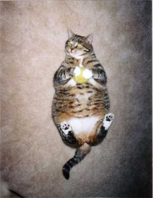 fat cat. The proverbial fat cat
