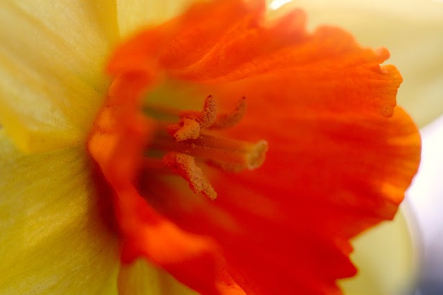 daffodils, sw 5th & pine