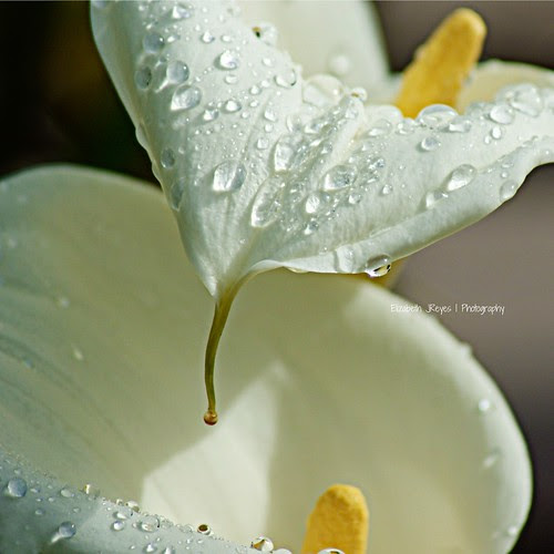 Spring Rain
