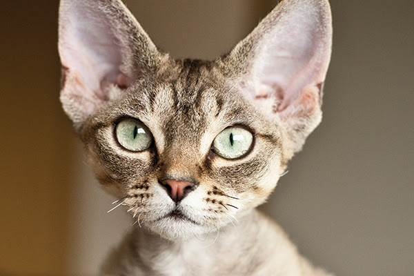 Get to Know the Devon Rex A Social and Curious Cat Breed Get to Know the Devon Rex A Social and Curious Cat Breed