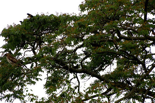 Count the birds