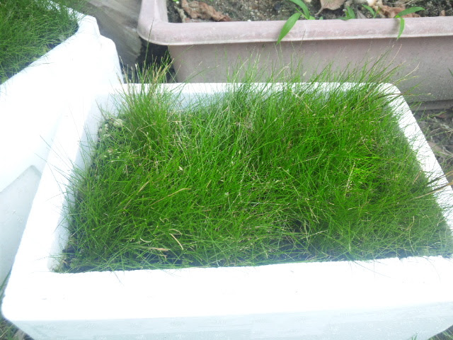 水草水槽で絨毯 草原を作りたい 余り物を水上栽培してみた 今日現在写真追加