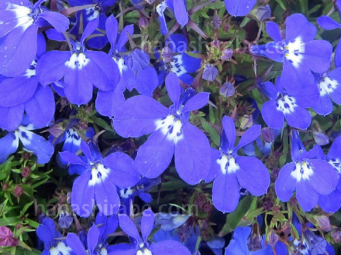 ロベリア 花しらべ 花図鑑