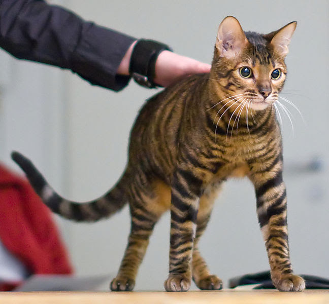 Toyger Breeders Australia | Toyger Info & kittens