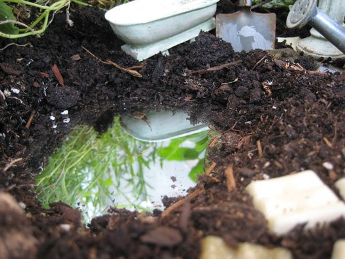 Fairy garden
