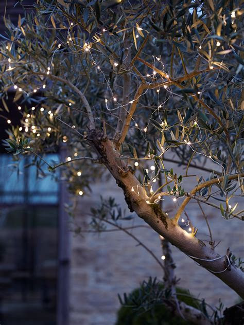 wind outdoor fairy lights garden trees bushes