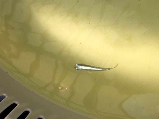 原因不明でメダカが死ぬことがありませんか 水質悪化が原因かもしれません