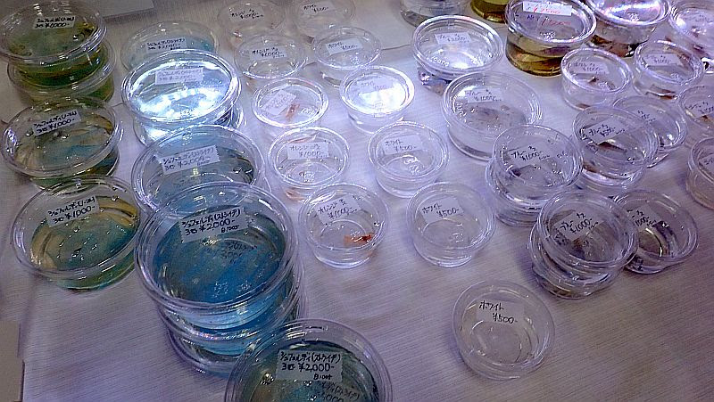 雑記 鴨 第8回アクアリウムバスに行ってきました 後編