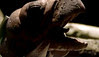 09 gastornis chick