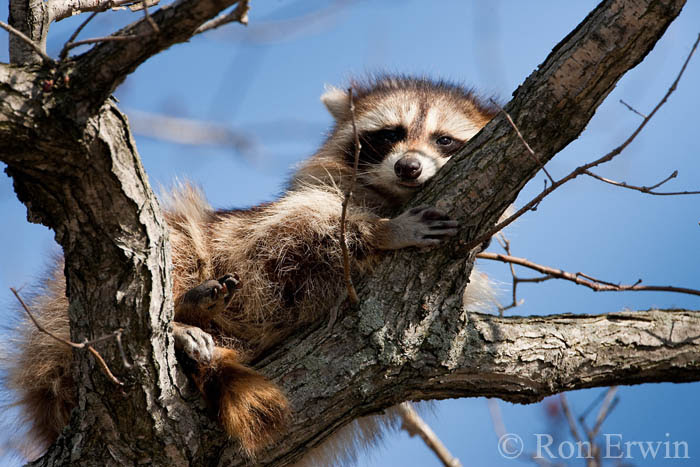 Sleepy Raccoon