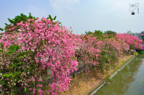 ▲彰化北斗河濱公園美人樹花海。(圖/攝影師《飛翔在天際》提供,請勿隨意翻拍,以免侵權。。)