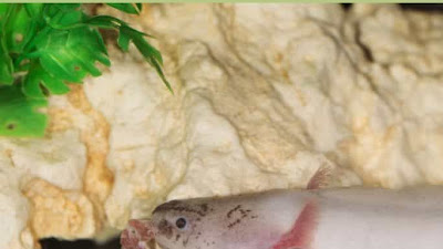 What Do Axolotls Eat￼