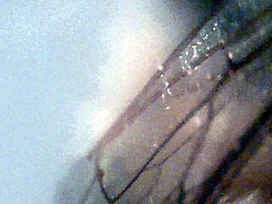Sam's bee wing detail