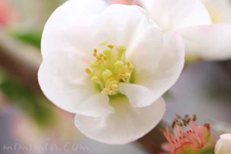 ボケ 木瓜 の花言葉 誕生花 源平咲分けのボケの花の写真 みみみんブログ