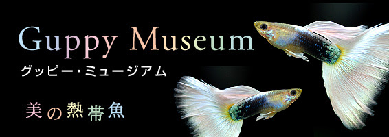 モザイク グッピー ミュージアム 熱帯魚のことなら みずものコム