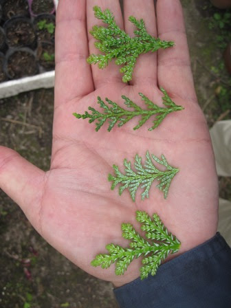 ヒバとヒノキとサワラと 県木住のブログ