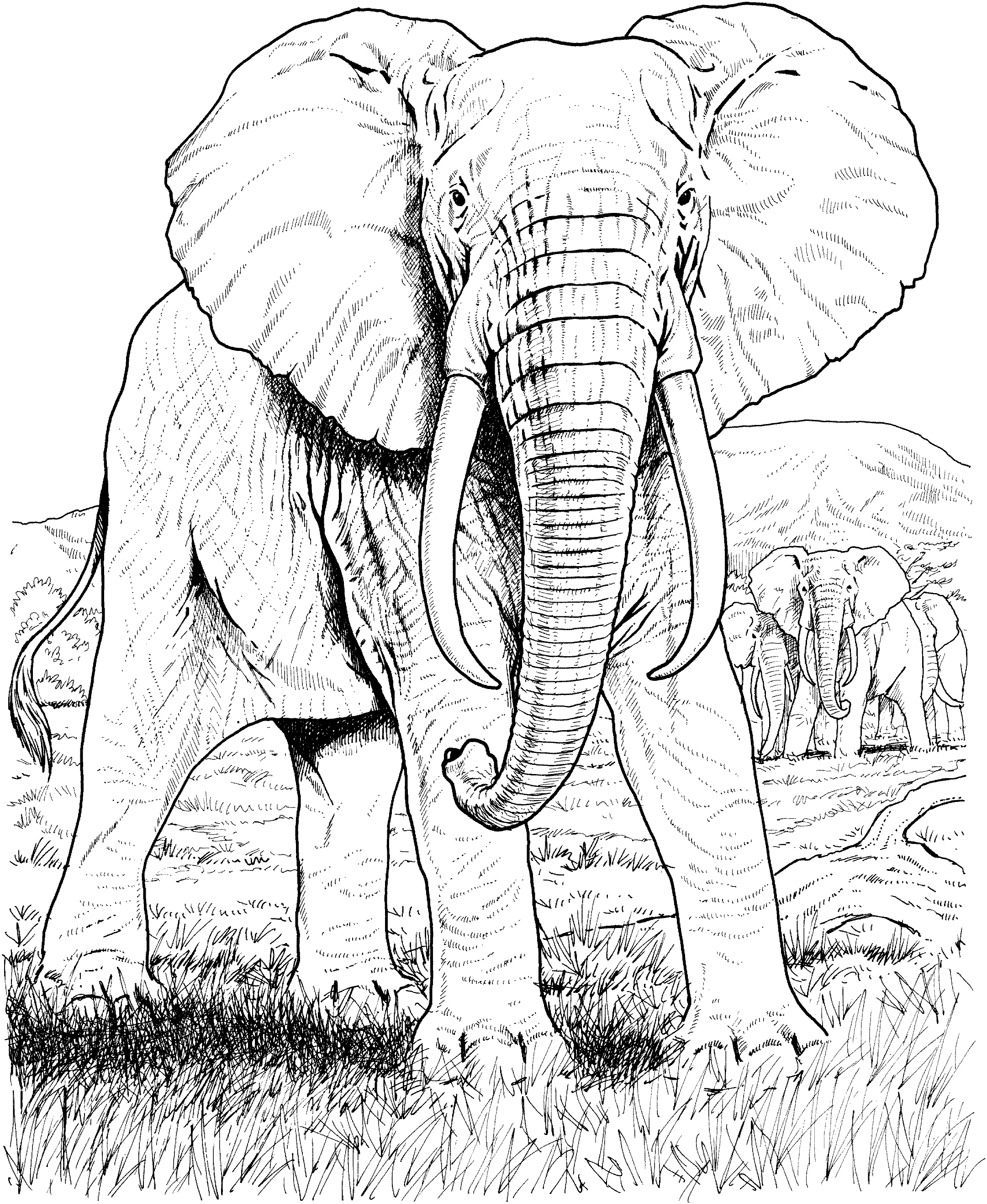 Download Free Elephant Coloring Pages