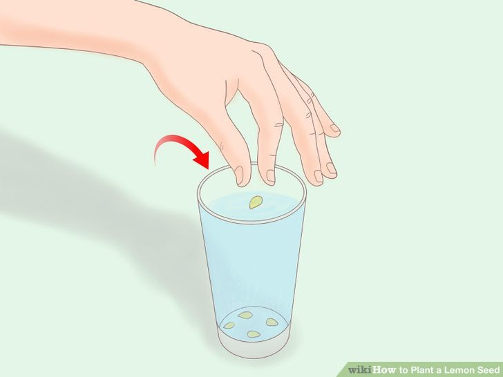 Plant a Lemon Seed Step 6 Version 3.jpg