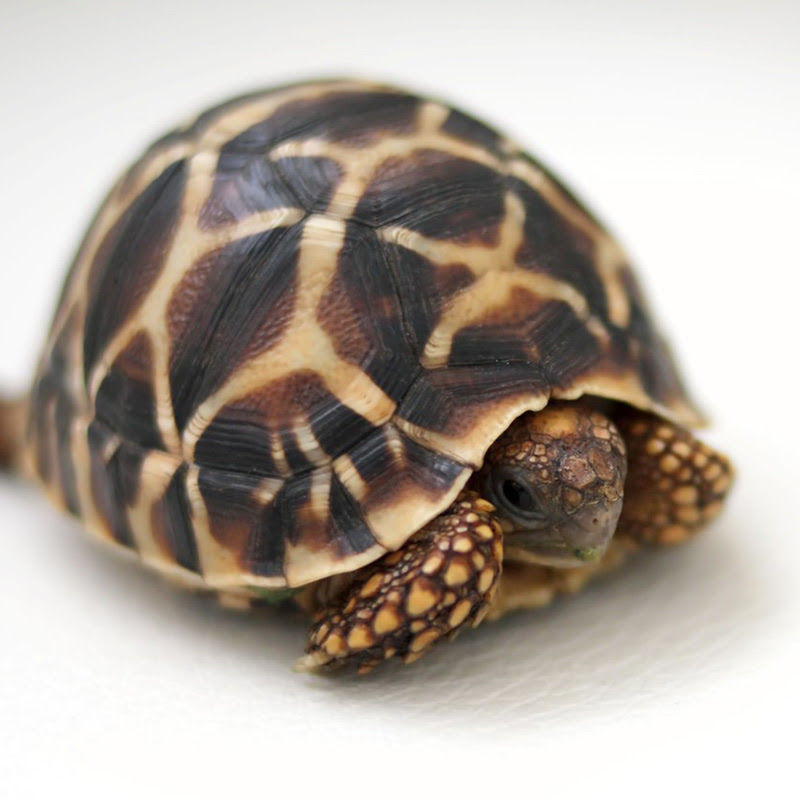 初心者向け リクガメの飼い方や必需品7点 生態など徹底解説