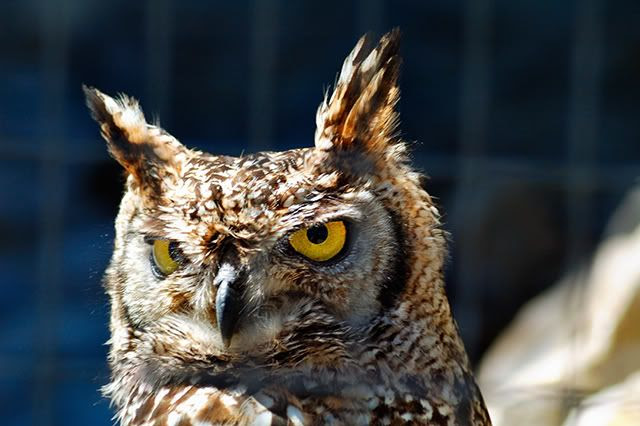 Owl [enlarge]