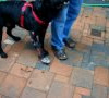 Dog Braces For Front Legs