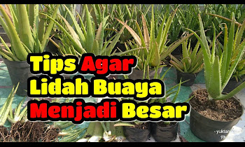 Cara Menanam Lidah Buaya Tanpa Akar