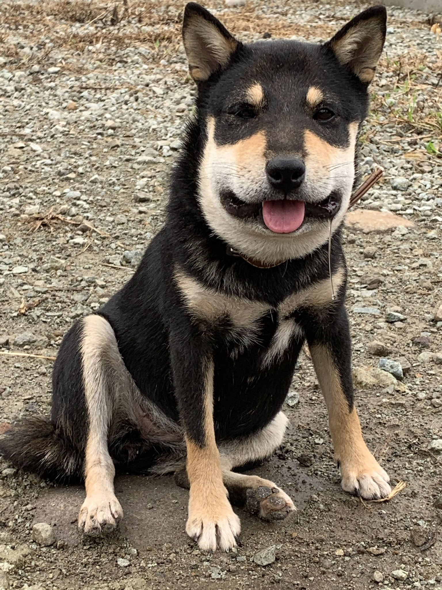 飼い主 え お前誰 やけに四角い顔の犬がいる Netgeek