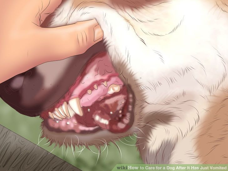 Care for a Dog After It Has Just Vomited Step 1 Version 3.jpg