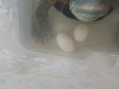 カメはオスがいなくても卵を産む 無精卵を産む前の兆候と産んだ時の対処法とは わんにゃんうぇぶ ペットと一緒に暮らせる住まいが もっと身近になるように 住まいをよく知る不動産広告会社が所沢から発信