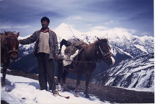 tsemi la horses