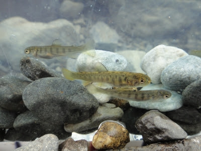 ヤマメ イワナの稚魚 小菅村漁協ブログ