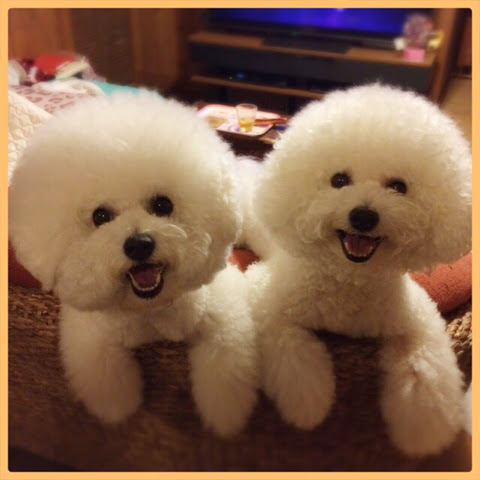 ビションフリーゼってどんな犬 気になる性格やお値段 特徴についてお伝えします
