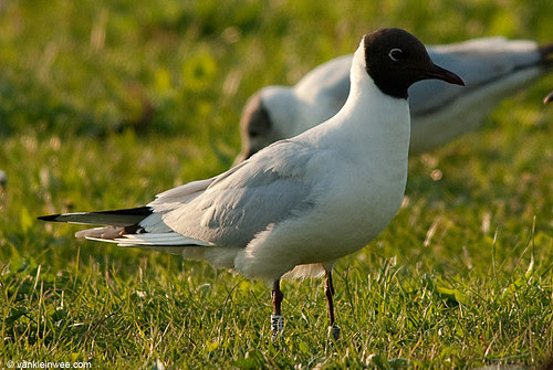 Black-headed Gull, adult, W[E9MM]