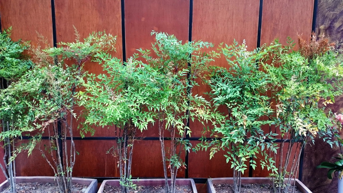 南天竹 台灣景觀植物介紹