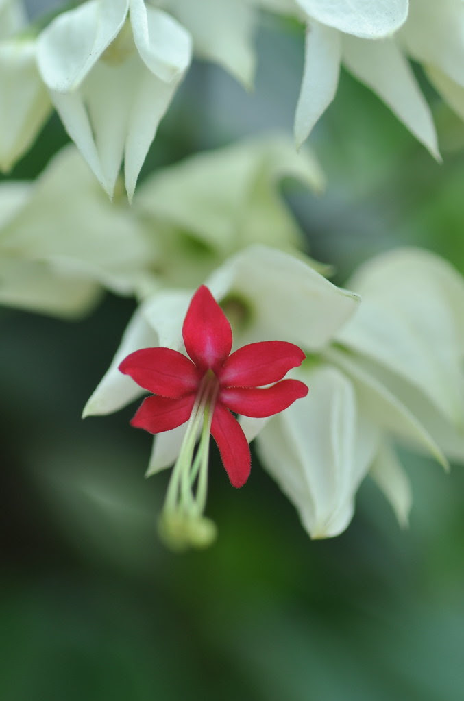 Bleeding Heart 流血的心 ...