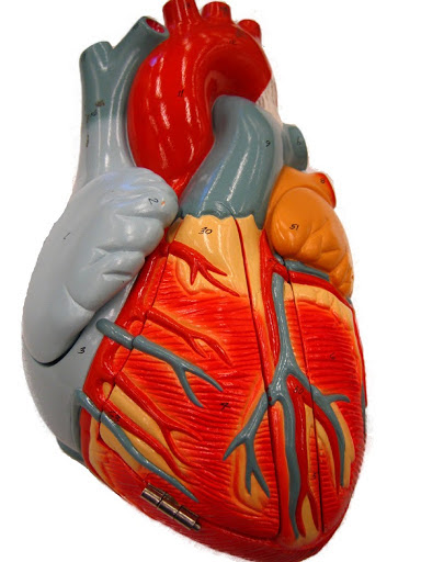 Free Unlabeled Heart Diagram, Download Free Clip Art, Free Clip Art on Clipart Library