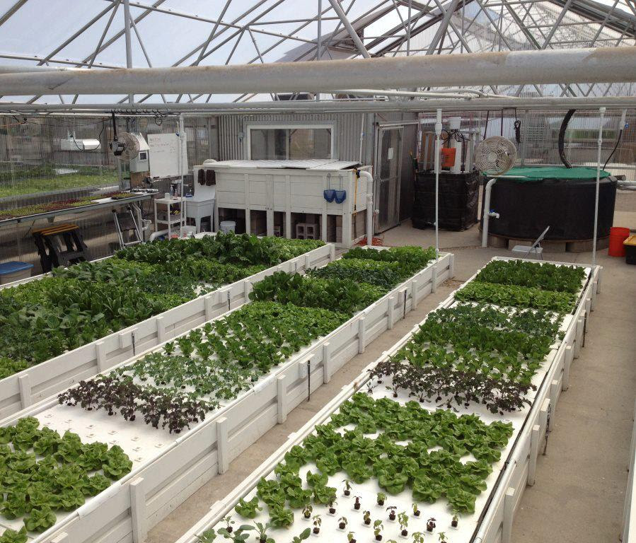 Colorado Aquaponics Farm at the GrowHaus