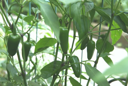 jalepenos