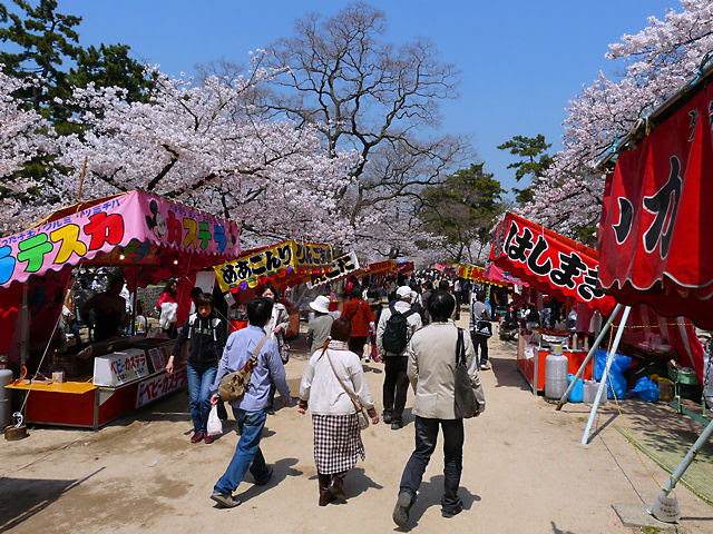 西宮さくら祭15 夙川公園の花見 西宮市 夙川河川敷緑地 夙川公園の桜 花見 夜間は照明とぼんぼりが点灯し夜桜が楽しめます