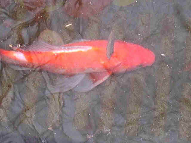 goldfish eggs look like. goldfish eggs.