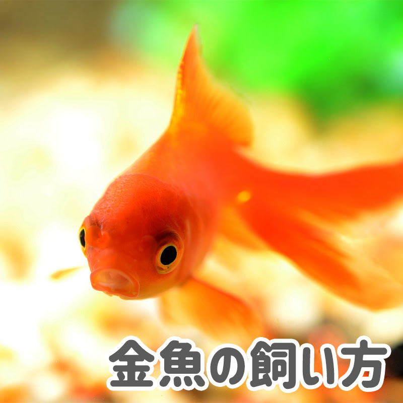 アクア事業部監修 金魚が卵を産んだらどうする 家庭で孵化させる方法と稚魚の育て方